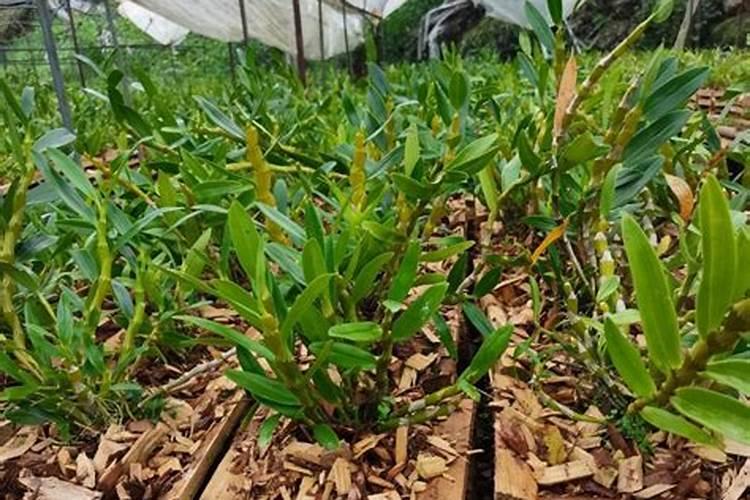 鼓槌石斛家庭如何种