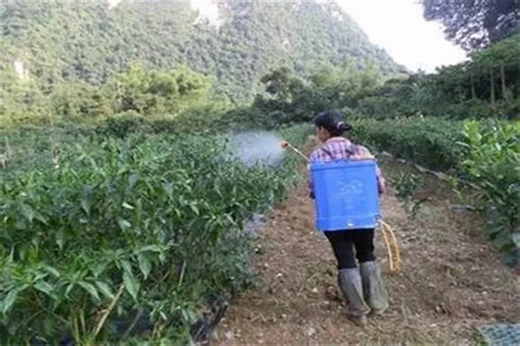 黄豆增产的方法有几种