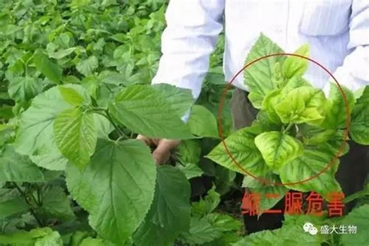 尿素能做花卉叶面肥吗？