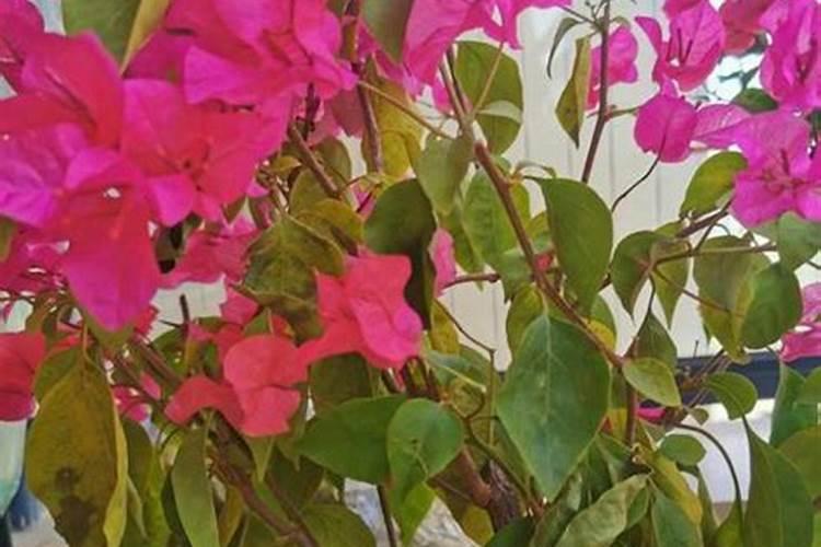 什么时候给三角梅施肥