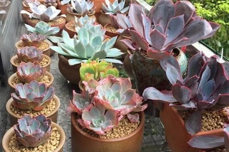 多肉可以用磷肥吗