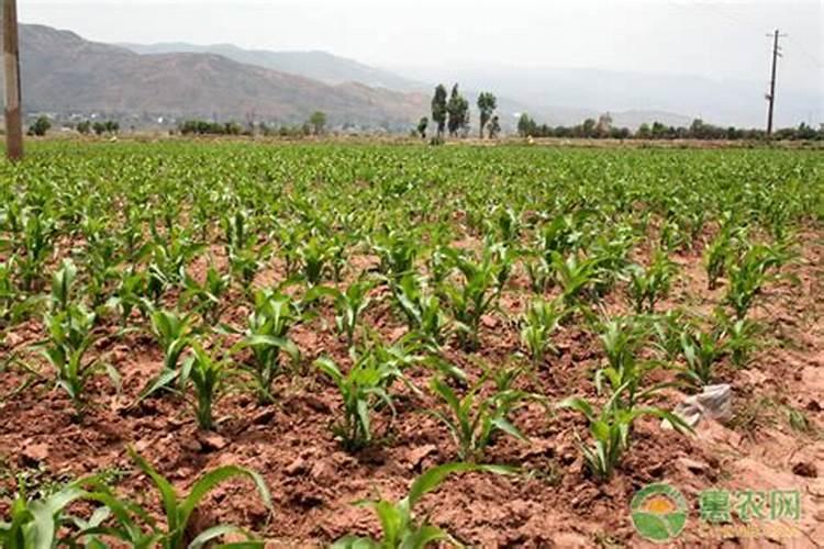 玉米免耕移栽的具体操作流程是什么