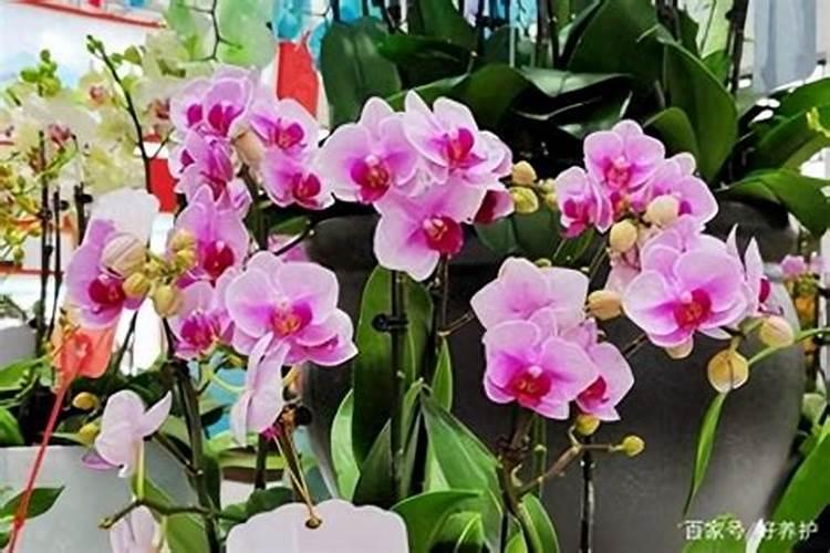 蝴蝶兰用什么肥,磷钾肥可促进花芽形成