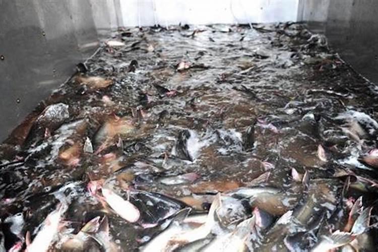 腐殖酸钠在水产养殖有什么作用