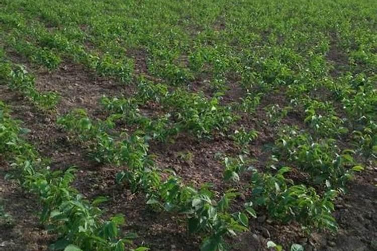 这核桃树是病了吗