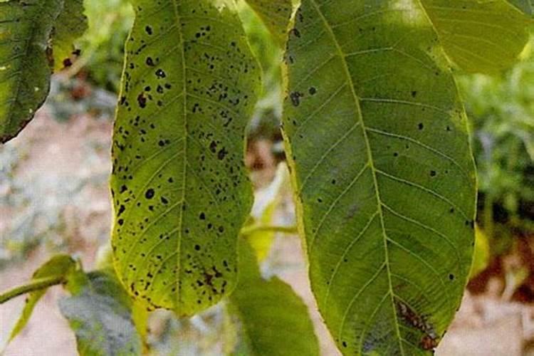 核桃树何时施肥好,施什么肥？