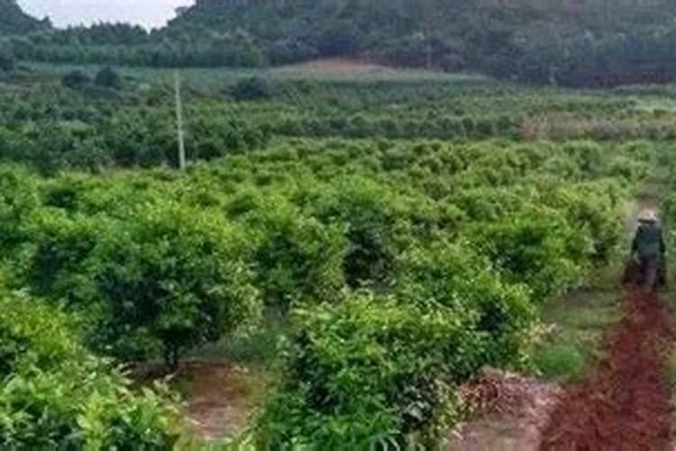 3年生的核桃树怎样使用硫酸亚铁？用溶液还是小块状好？