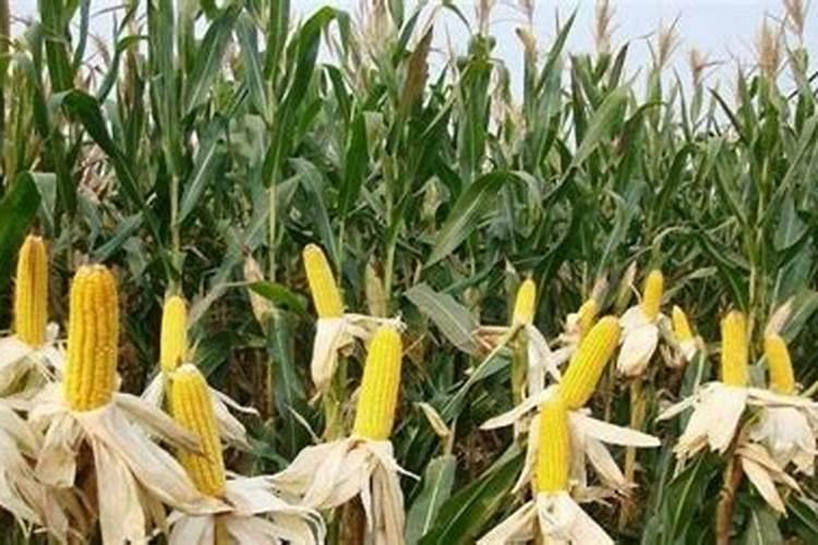 水溶肥排名前十位的有哪些品牌