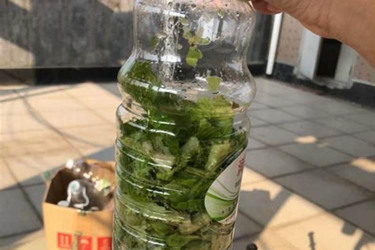 菜叶晒干烧成灰与菜叶发酵成的有机肥有什么区别