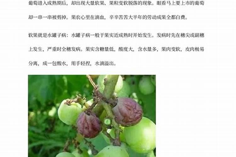 葡萄生长期至成熟前施肥技巧