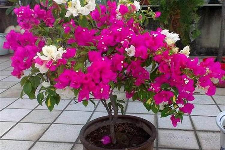 磷酸二氢钾适合哪些花 容易产生肥害