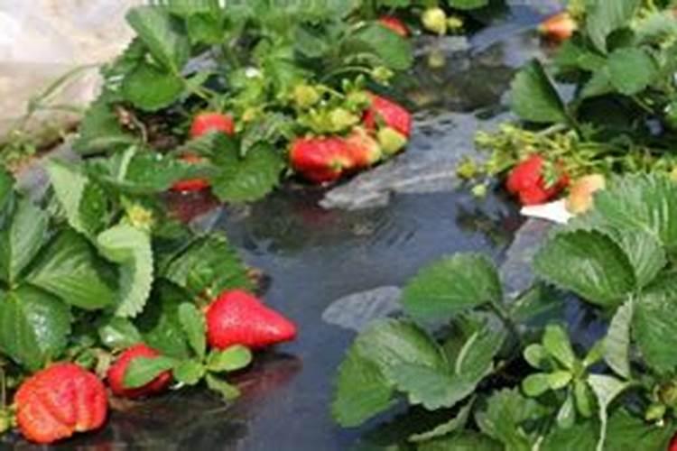 大棚草莓施肥方案,什么时候施肥