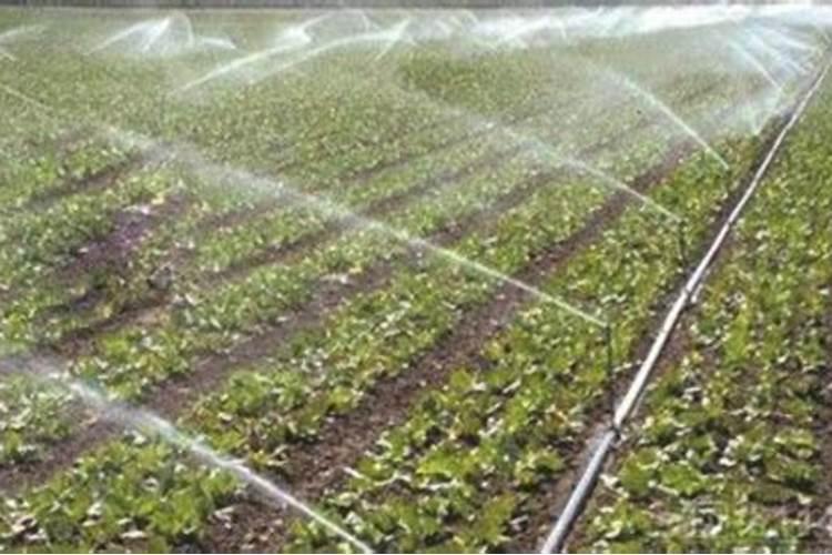 碳酸氢铵能否随水冲施