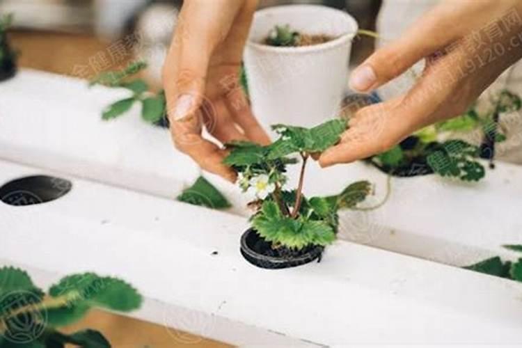 菜叶子用水沤肥多久 沤肥是什么