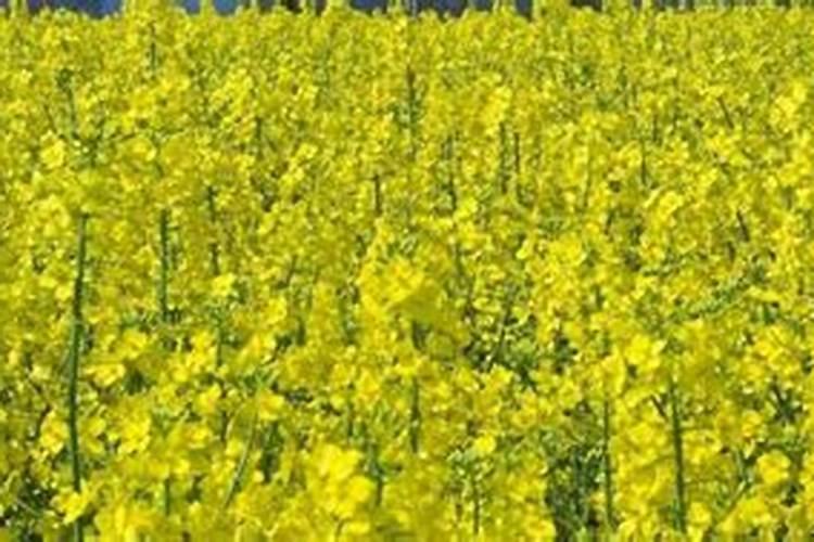 立春之后油菜还能不能实施追肥