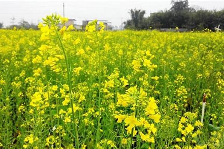 油菜到了立春之后还能不能给它追肥