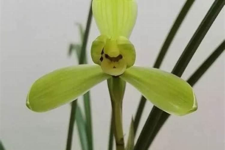 种植红薯的施肥方法及时间 种植红薯如何施肥