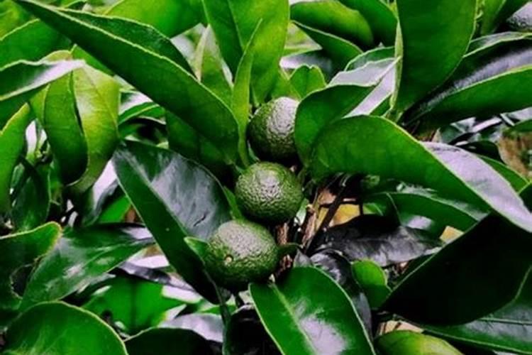 柑橘保花保果上什么肥料？柑橘保花保果喷什么叶面肥结果多？