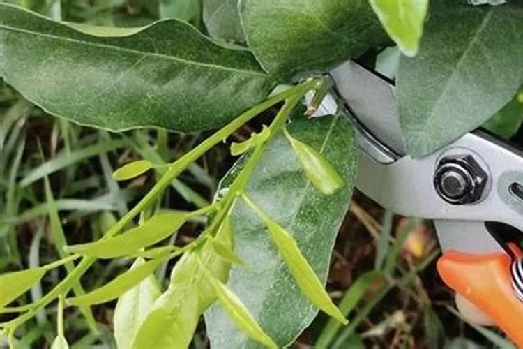 柑橘苗叶面肥施药方法