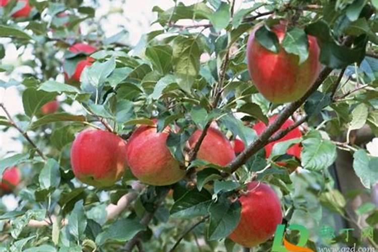 果树喷施葡萄糖好处是什么