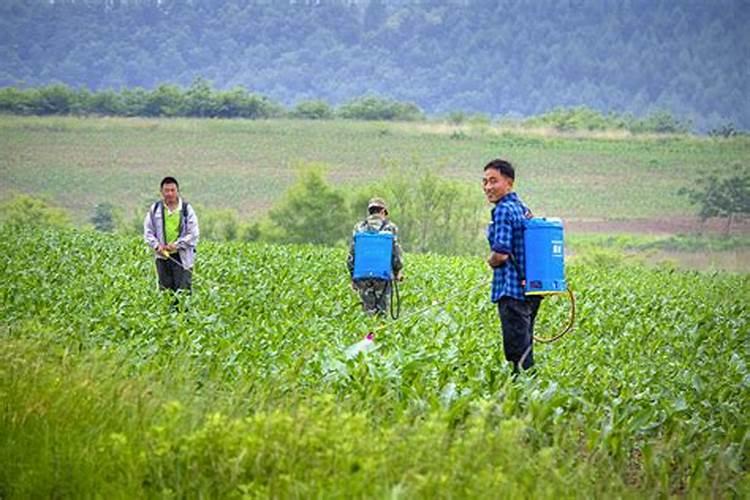 桔子打虫药几天可以打叶面肥啊