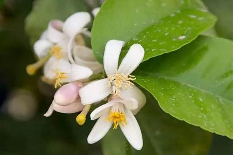 柠檬如何科学施肥？