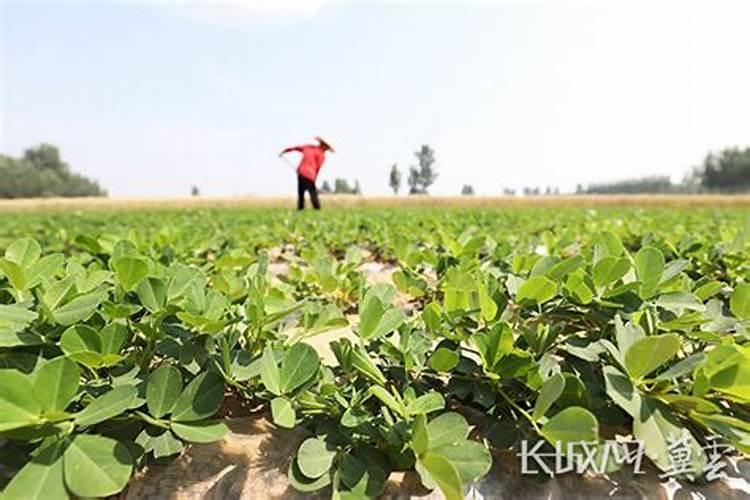 花生出现大量黒果烂果是什么原因