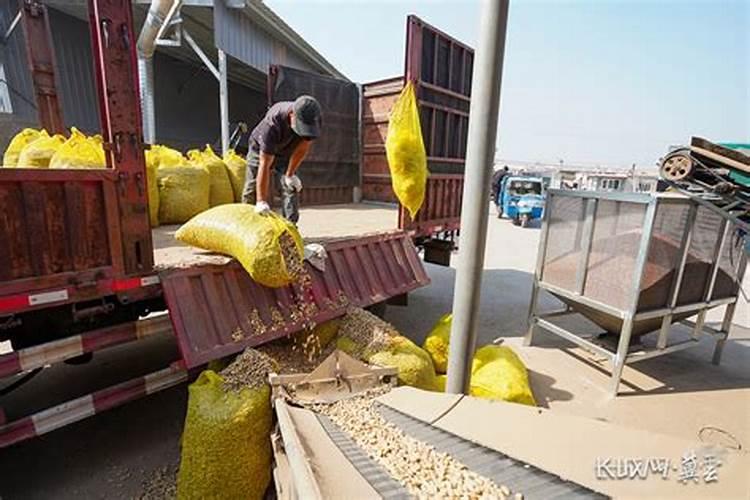 花生什么时候采收成熟？