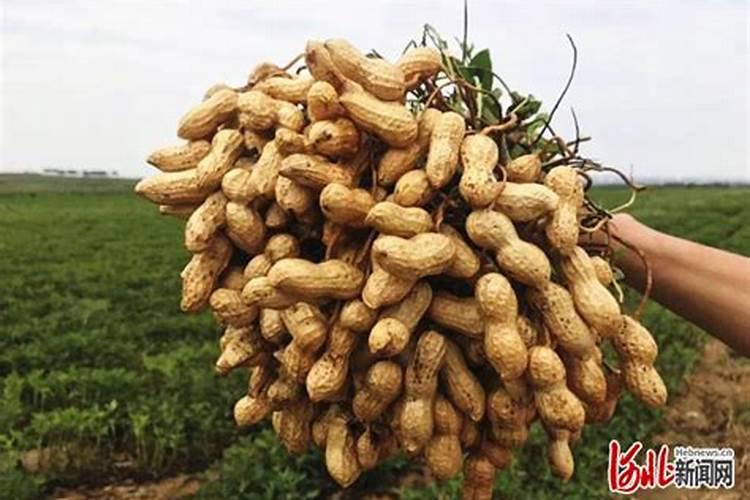 唐山特产有哪些