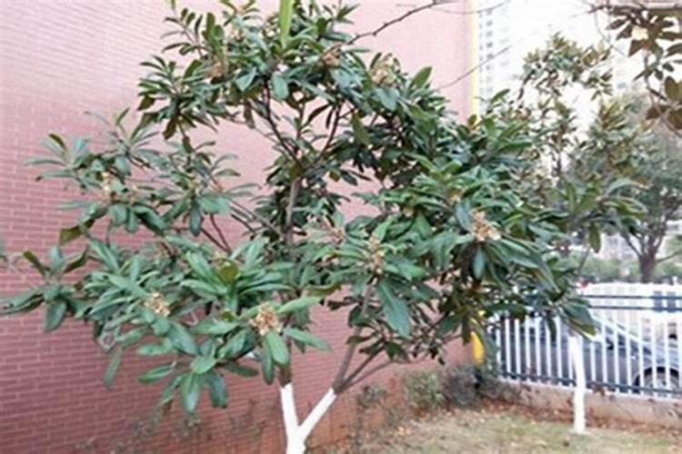 枇杷怎么种才长得好