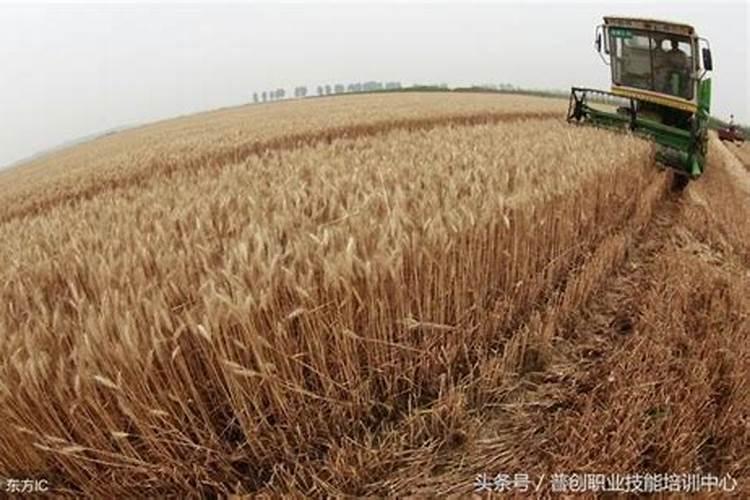 小麦一生需要多少氮磷钾？