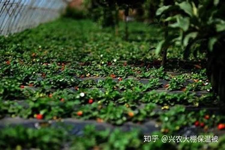 大棚草莓增产叶面肥昆仑风:杀菌抗病促生长