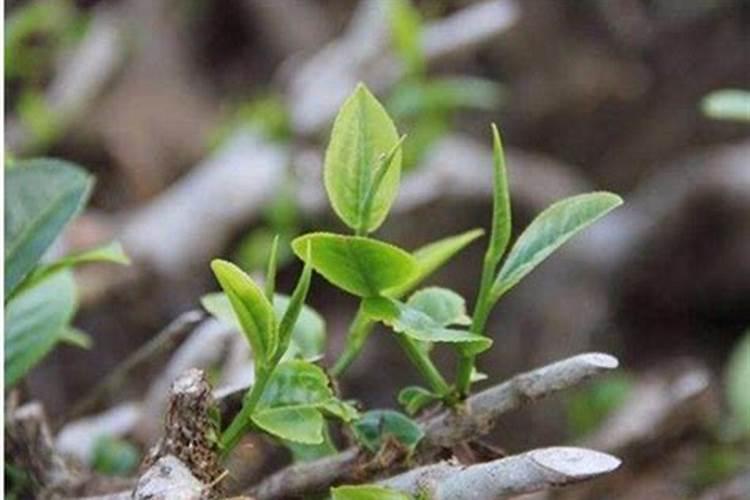 扦插的茶花生了根但不长嫩叶子怎么办？