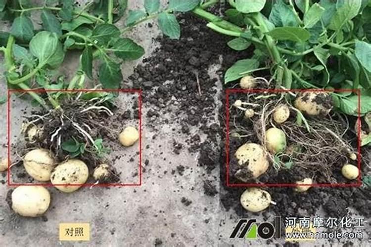 预防土豆重茬有没有用天清微量元素水溶肥的？