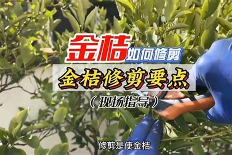 大棚种植金桔一亩地种多少棵