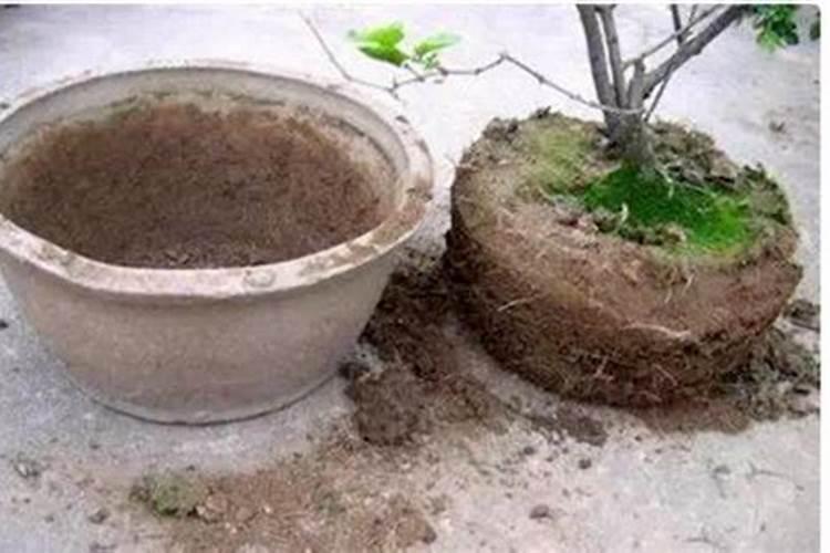 磷肥治盐碱地吗