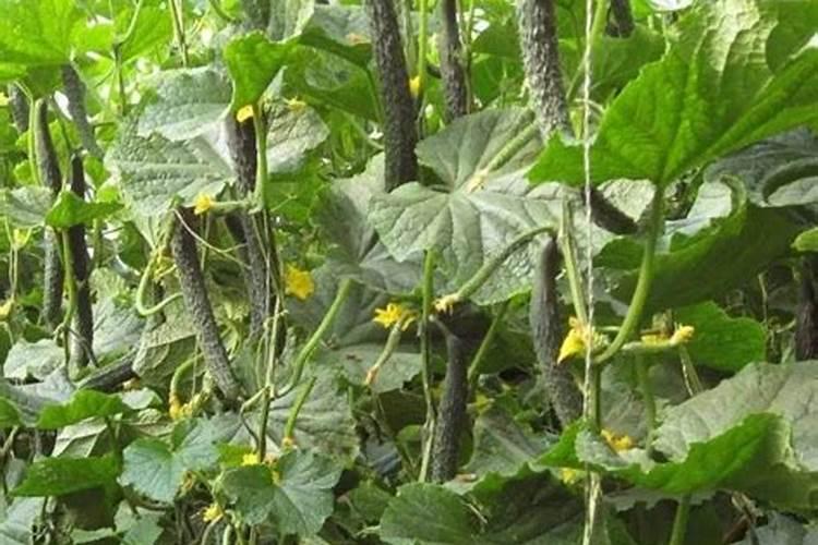 黄瓜苗多大可以施肥