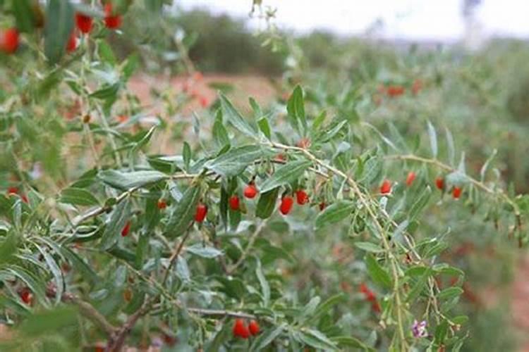 化肥怎么看出来真假