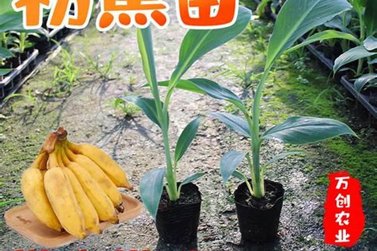 香蕉苗用硝酸钾还是硫酸钾好