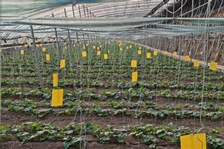 甜瓜打什么叶面肥最好？甜瓜施肥时间及方法？