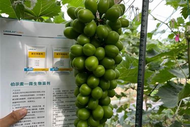 阳光玫瑰硬核期果粒发蔫怎么回事？