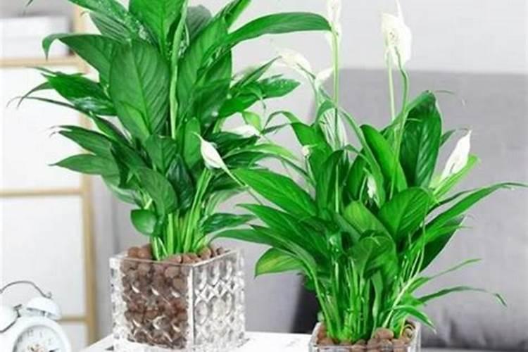 水培一帆风顺怎么养才能更旺盛