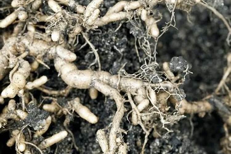 尿素放几年还能用吗