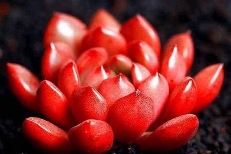 红宝石怎样养护？