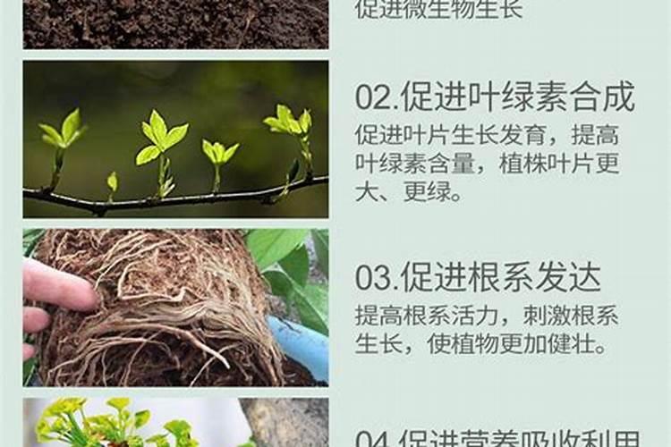 桃树什么时候用矮壮素最好？