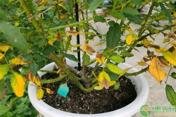 种三角梅用三元复合肥还是农用复合肥