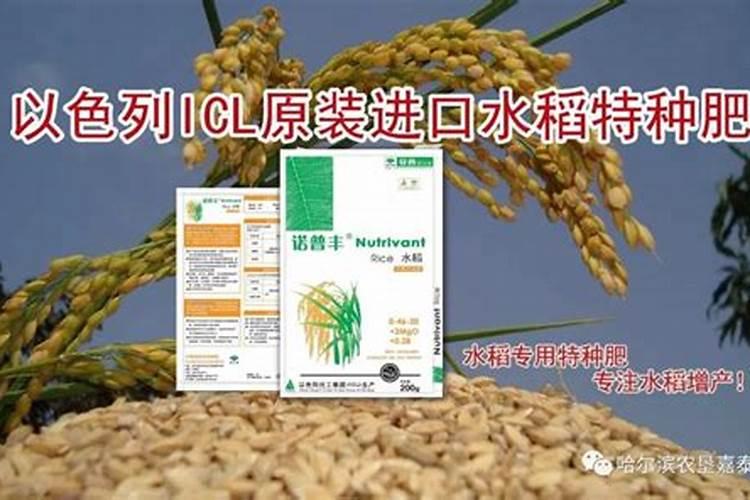 水稻灌浆期用什么叶面肥可增产