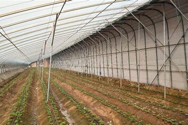 钾肥多了怎么挽救