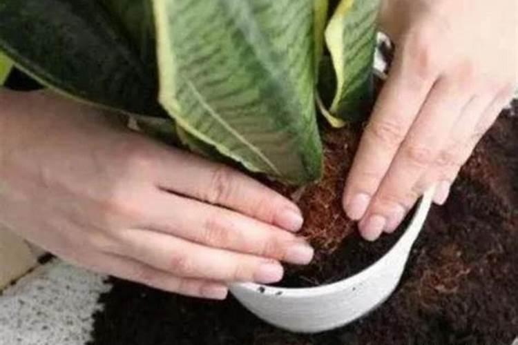 春季虎皮兰换盆应该如何配土