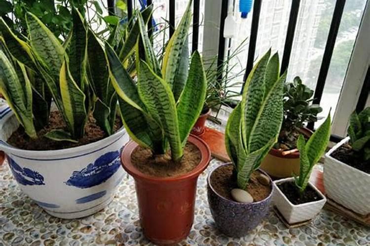 家里的虎皮兰怎么不见长